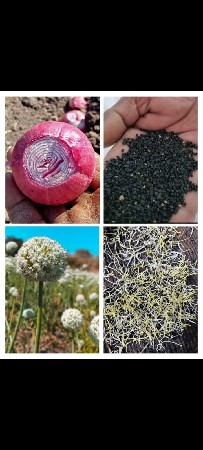 લાલ ડુંગળી નું બિયારણ ઘાવરીયૂ
