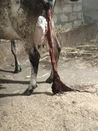 ગાય વેચવાની છે