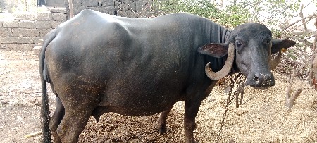 વેચવાની