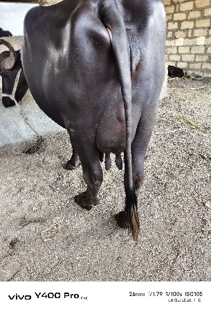 ભેસ