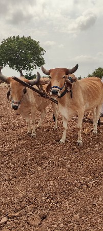 ગોધલા વેચવા ના છે.