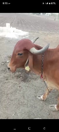 ગાય વેશવાની છે