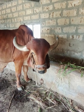 બળદ વેશવાના છે 8758611032