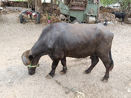 ભેંસ વેચવાની છે જવાબદારી સાથે.