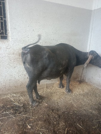 ભેંસ