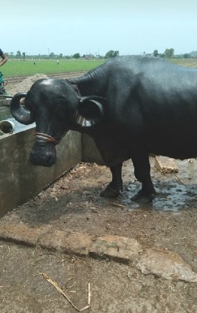 ૭ મહિના ગાભણ