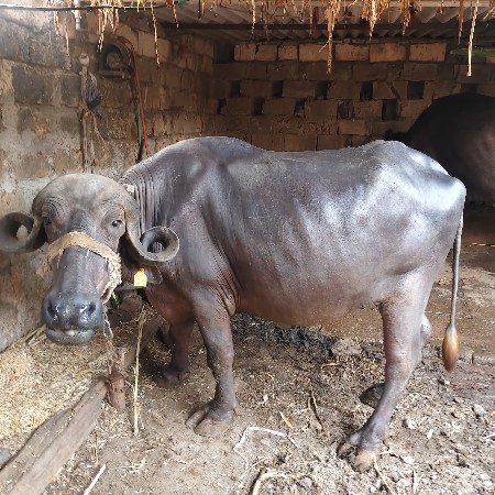 ખળેલી વેચવાની છે