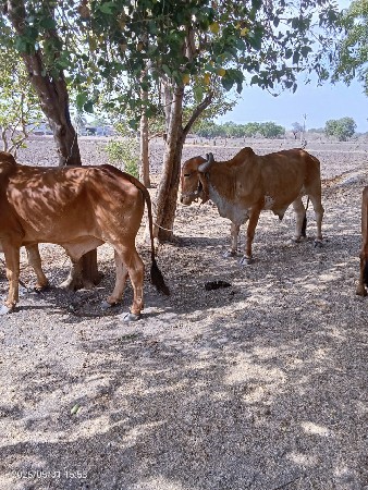બળદ વેશવાના સે