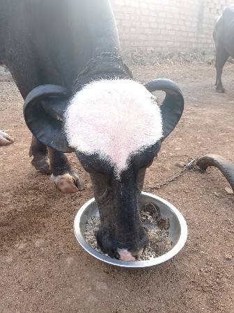 ખડેલી.વેસવાનિ.સે