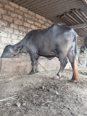 આ.ખડાયવેશવાનિછે
