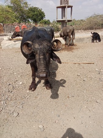 ભેંશ વેચવાની છે