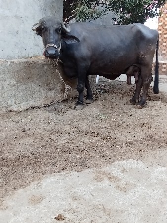 ભેશ વેછવાની છે બેજુ વેતર છે