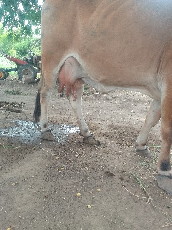 ગાય
