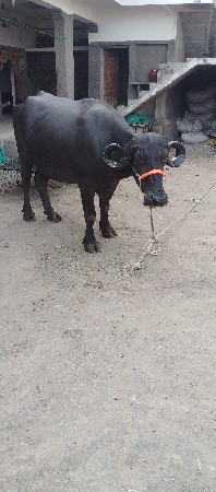 બિજુ વેતર છે.