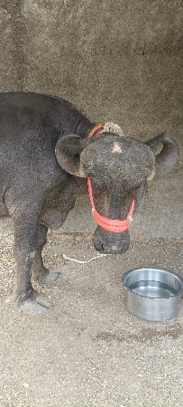 પેલા વેતરમાં ખડાય વેચવાની છે