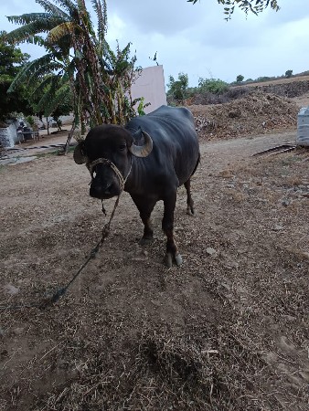ભેંસ વેચવા ની છે.