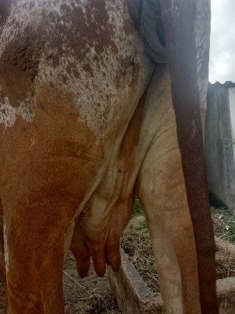 આ ગાય વેચવા ની છે