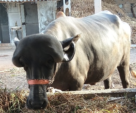 ખડેલી જાફરાબાદી ટોપલી