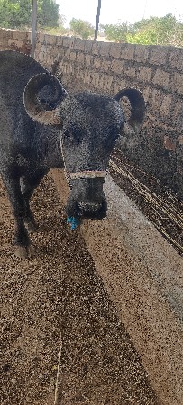બીજુ વેતર ભેસ