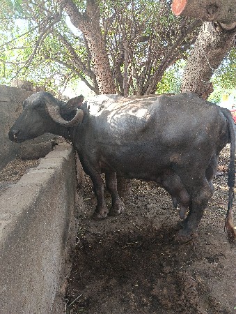 મહેશભાઈ  ઓડેદરા mo 9924626199