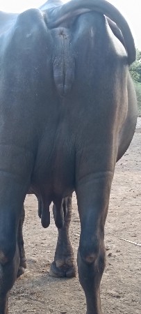 જાફરાબાદી ભેસ છે