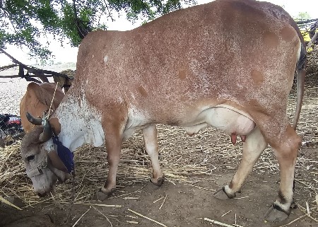 Gir Gay Vechavani Che