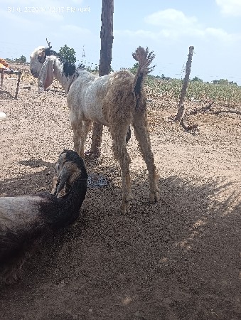 બોકડા વેચવા ના છે