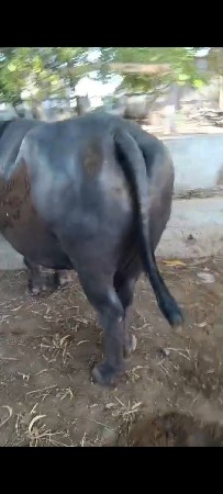 દોઢ મહિનાની કાચી