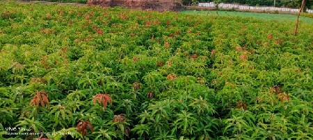 કેસર કલમ વેશવા ની શે