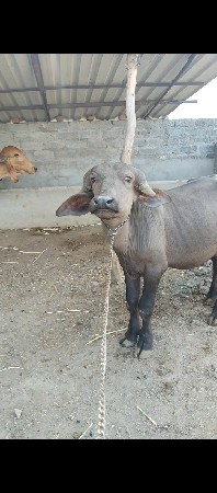 વેચવાનો છે