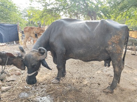 ભેશ વેચવાની