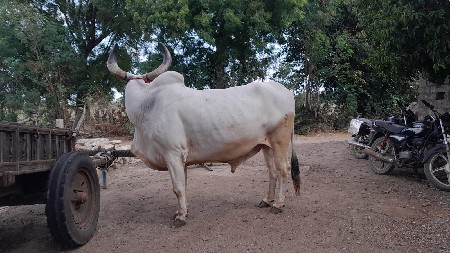 બળદ વેચવાનો છે