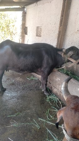 ખડેલી વેચવાની  છે