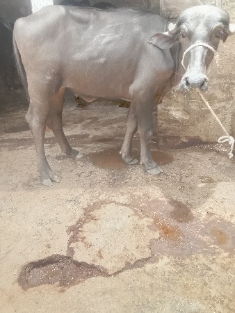 અઢી વારાહી