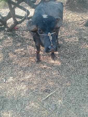 પાડો