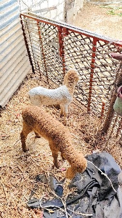 ઘેટા વેચવાના છે 2