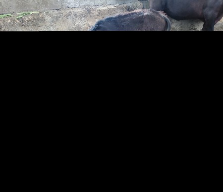 ભેંસ વેચવાની છે.