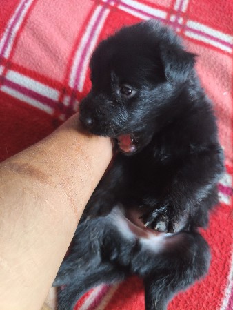 black zarman shefard puppies