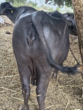ભેંશ વેચવાની છે