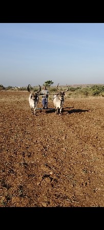વઢીયારા બળદ વેચવાના‌ છે