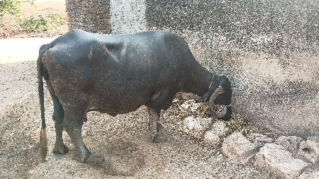 ભેંસ વેચવાની છે