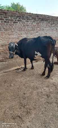 વેચવાની છે