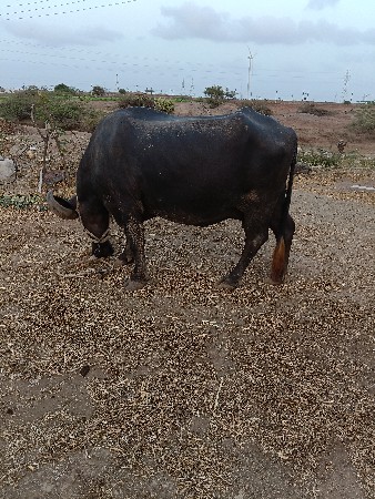 ભેંસ વેચવાની છે