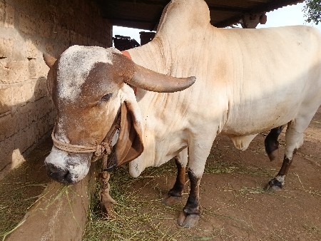 gir gay  vichavani se