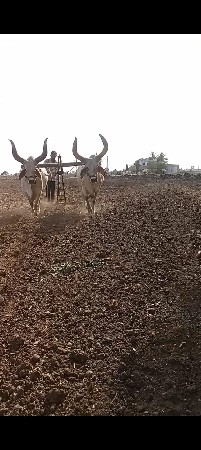 બળદ
ચોથી ધર