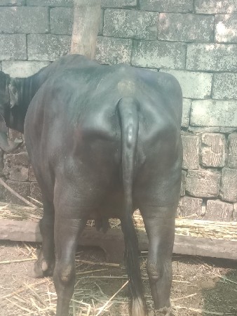 2 વેતર