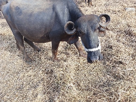 ખળેલી વેચવાની સે