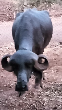 ભેંસ વેચવાની છે