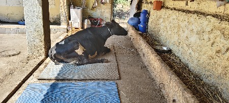 SF પેલુ વેતર