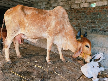 ગાય વેચવાની
